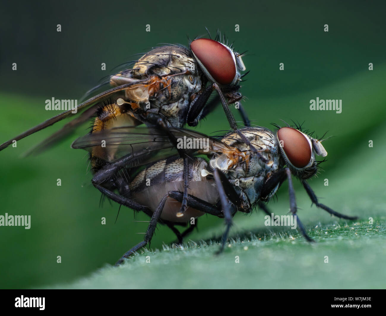 Extreme close-up of house-flies mating Stock Photo