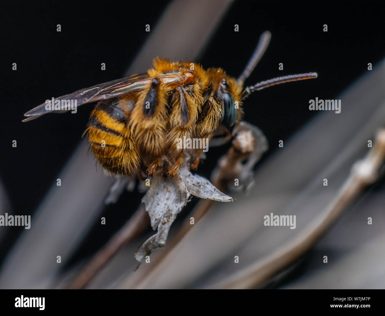 Female fuzzy wild bee on dry flowers (Exomalopsis), small bee species from Brazil Stock Photo