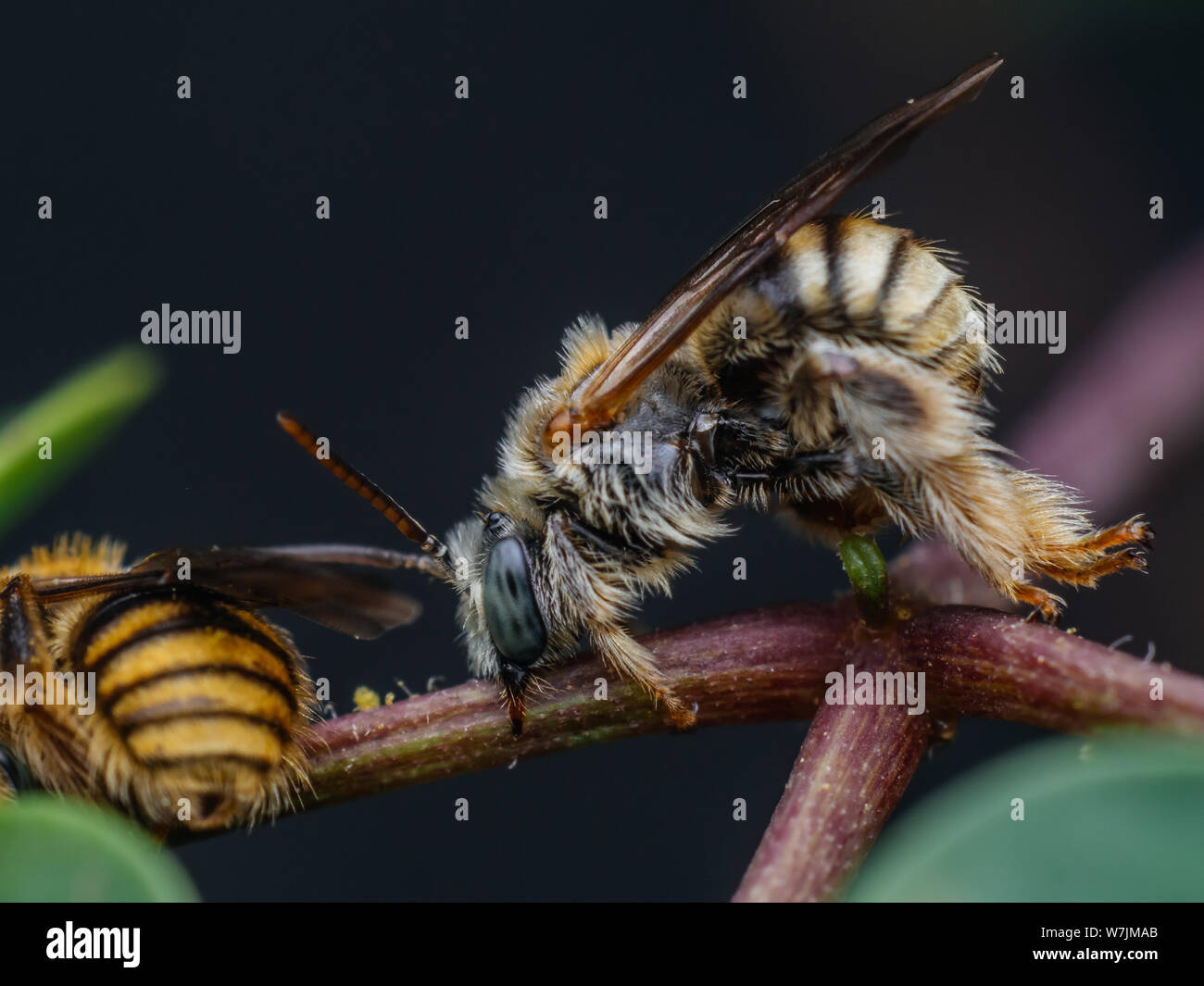 Femal and male wild bee sleeping attached to a plant (Exomalopsis), small bee species from Brazil Stock Photo