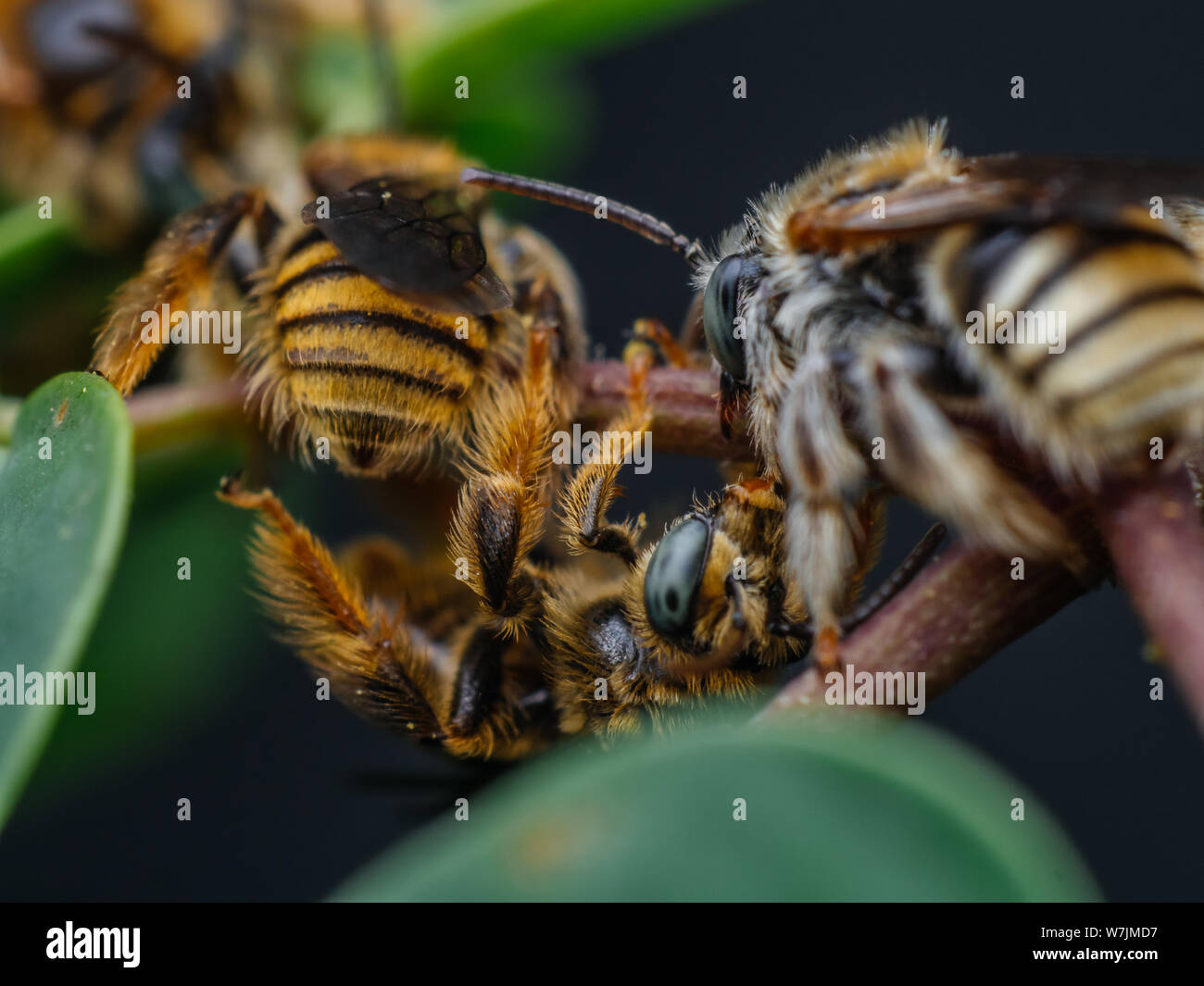 Group of fuzzy wild bees sleeping (Exomalopsis), small bee species from Brazil Stock Photo