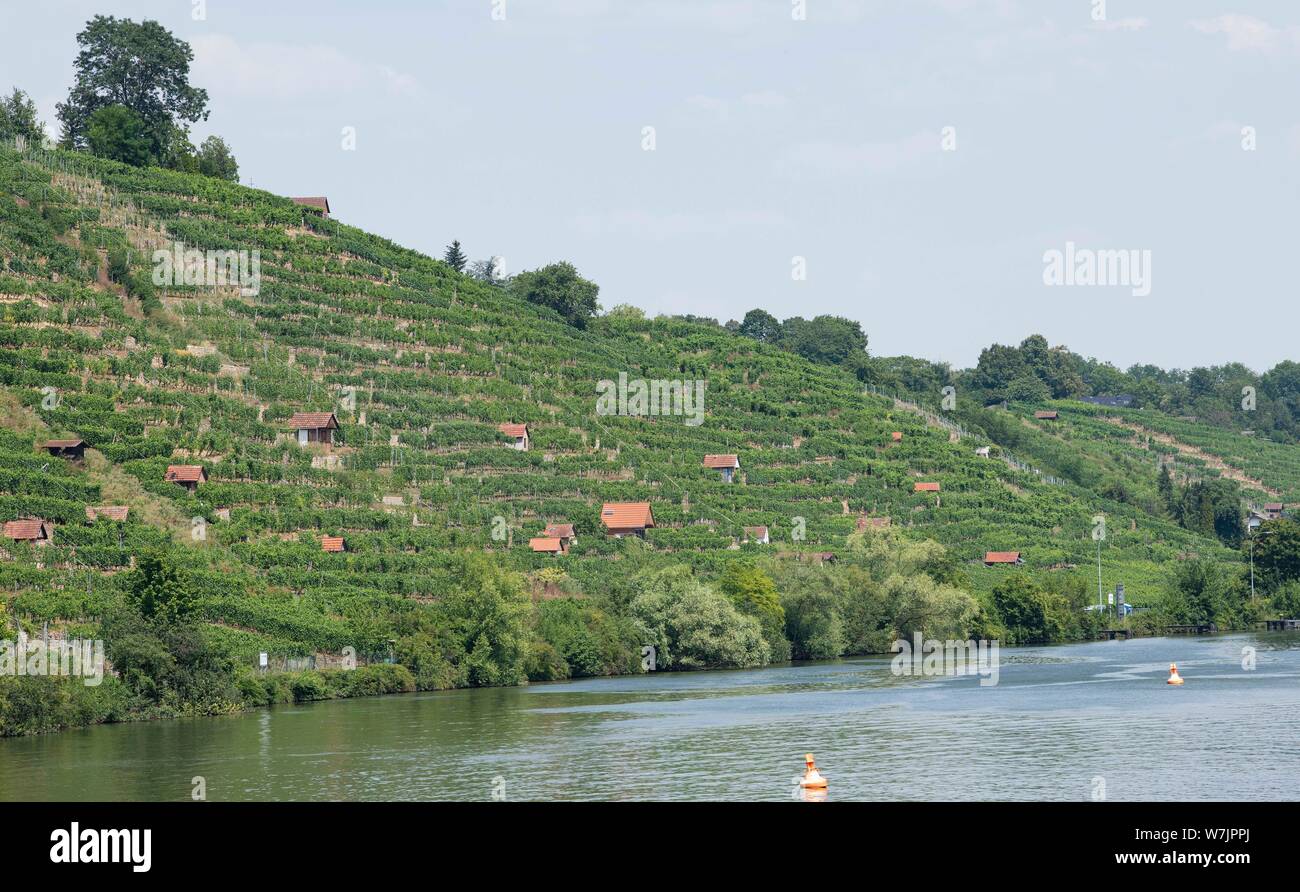 Stuttgart, Germany. 25th July, 2019. Above the Neckar river, the vineyards rise in the steep slope of the Mühlhausen district. (for dpa: 'Winegrowing on steep slopes: hard work for winegrowers Raith') Credit: Thomas Kienzle/dpa/Alamy Live News Stock Photo