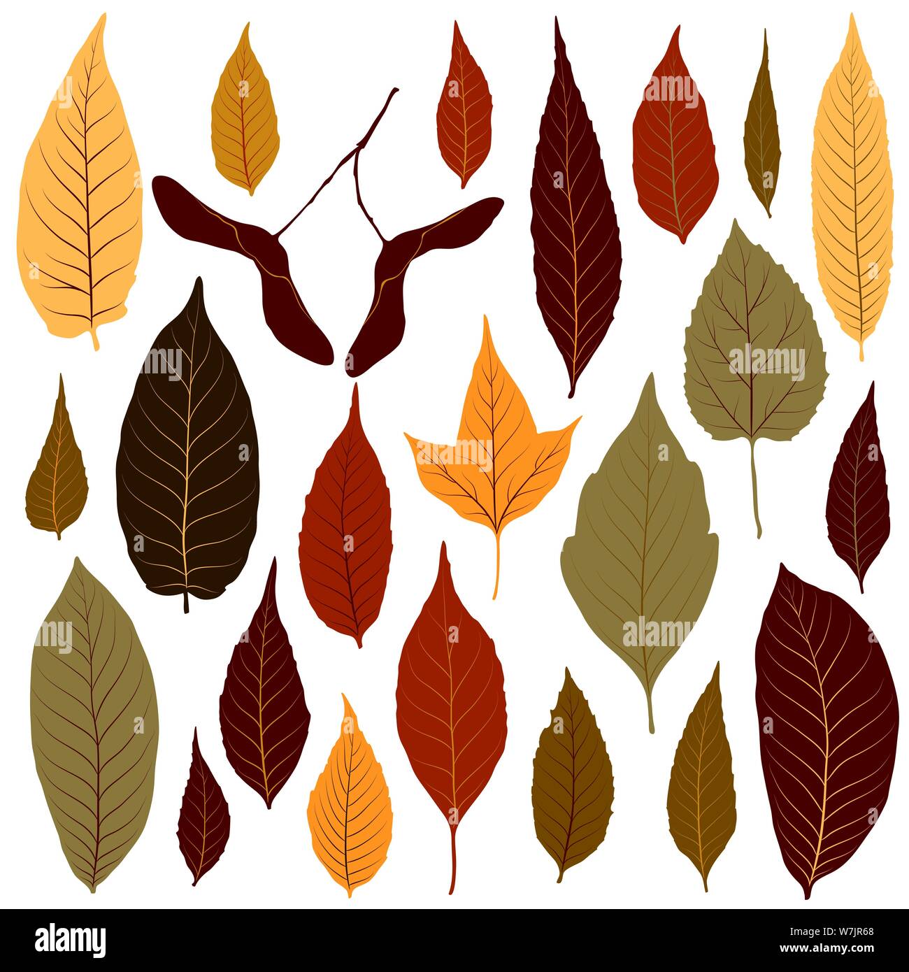 Colorful autumn leaves set on white background vector Stock Vector ...