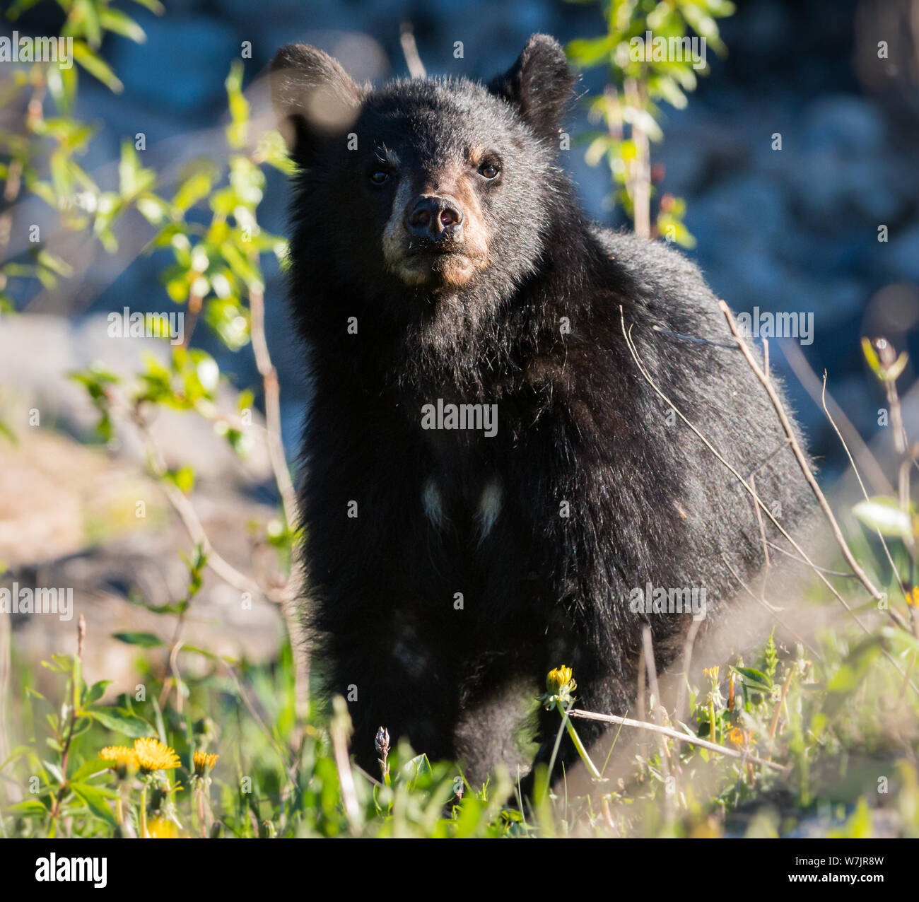 Black bear in the wild Stock Photo - Alamy