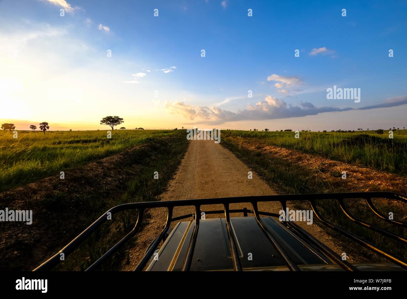 Dirt road in the middle of a grassy field with trees and a blue sky in ...