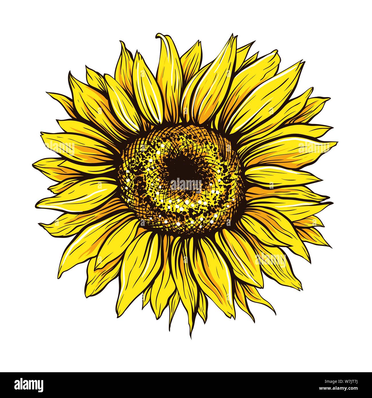 Sunflower hand drawn vector illustration. Beautiful yellow flower bud