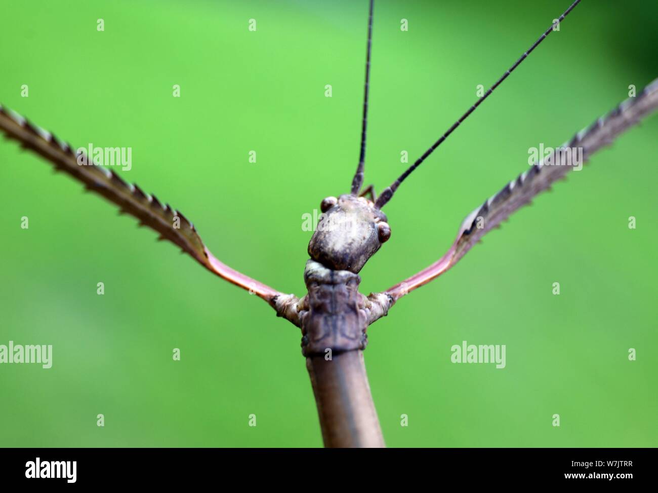FILEThe world's longest insect, a stick insect measuring 640