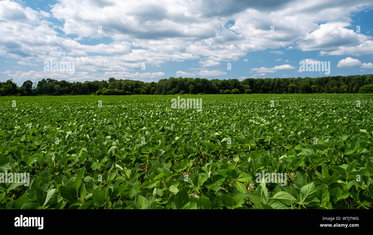 A lush green soy bean field near Port Hope, Ontario, under a bright blue sky with scattered white clouds. Stock Photo