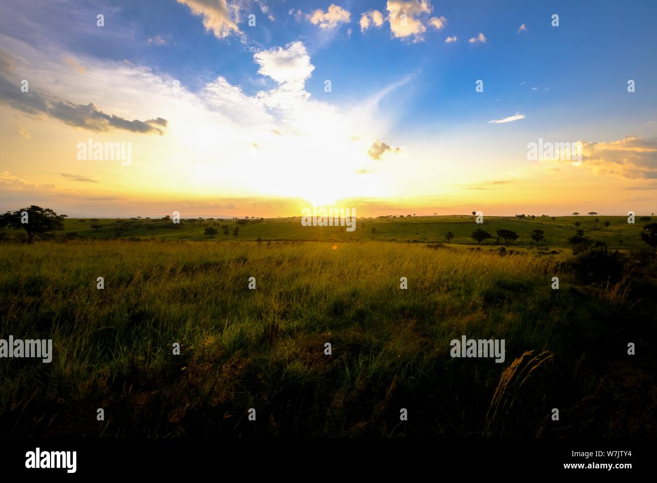 Grassy field with trees and the sun shining in the blue sky in the ...