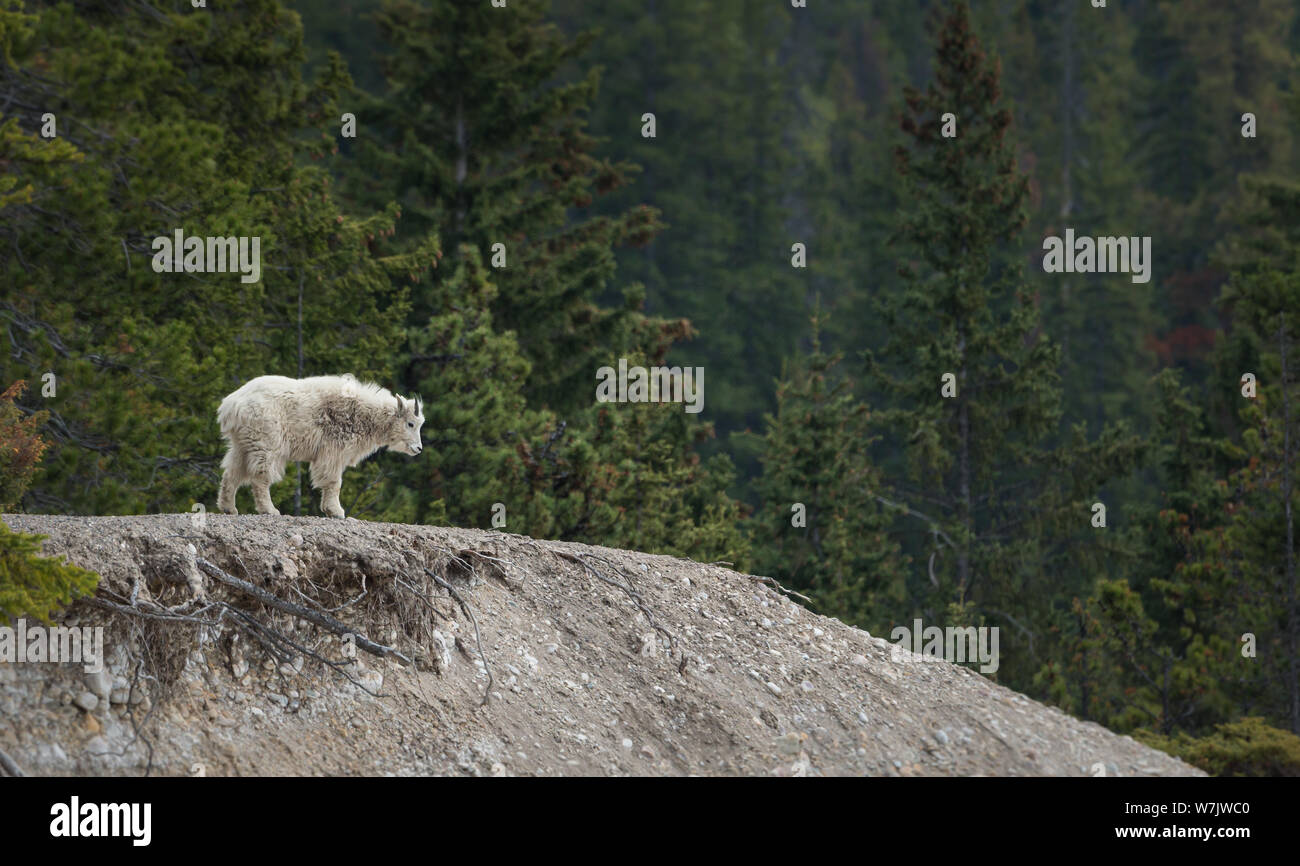 Mountain goat in the wild Stock Photo - Alamy