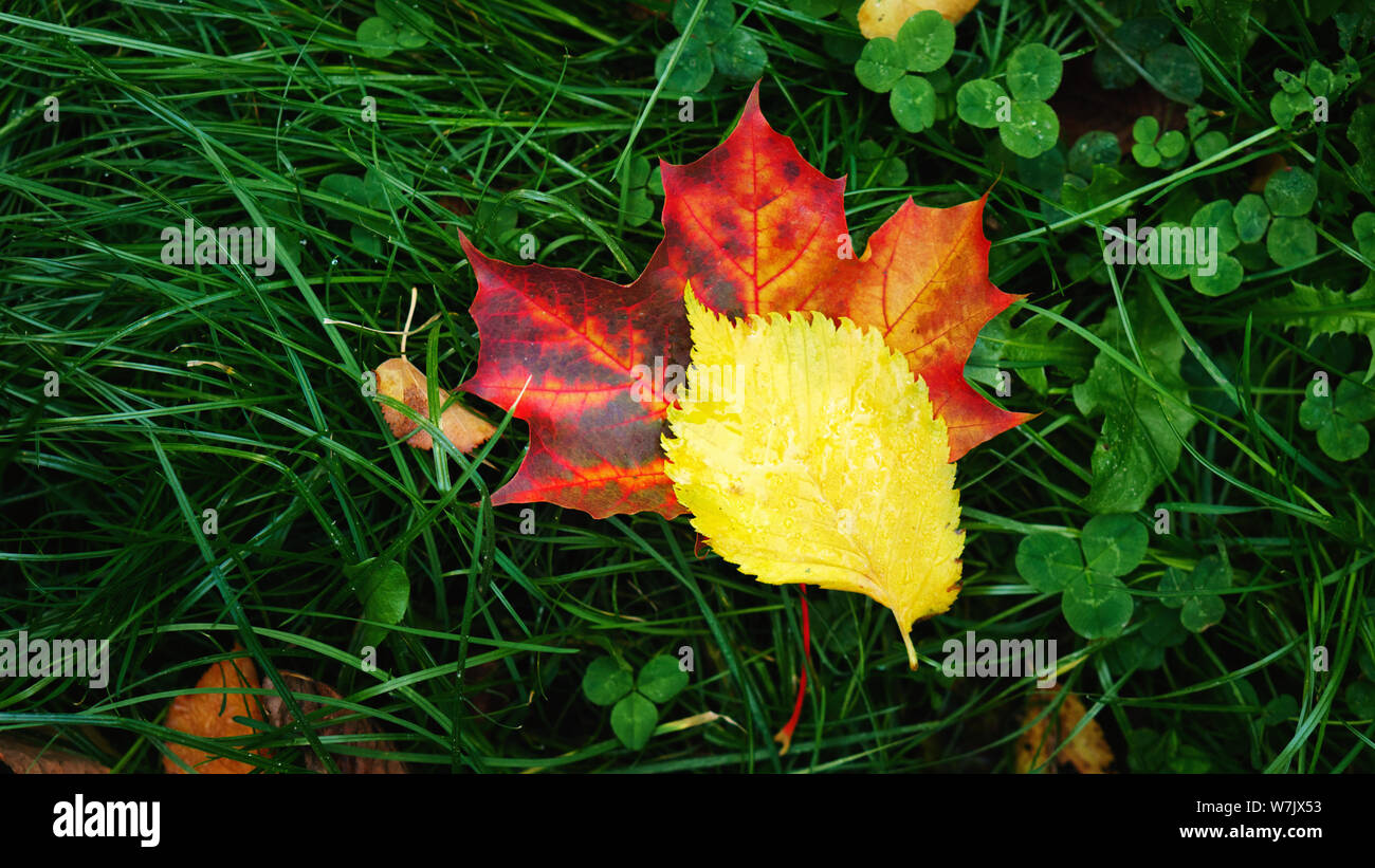 Large fallen red maple leaf on green grass in the park. Colorful foliage in the park. Falling leaves natural background. Autumn season concept Stock Photo