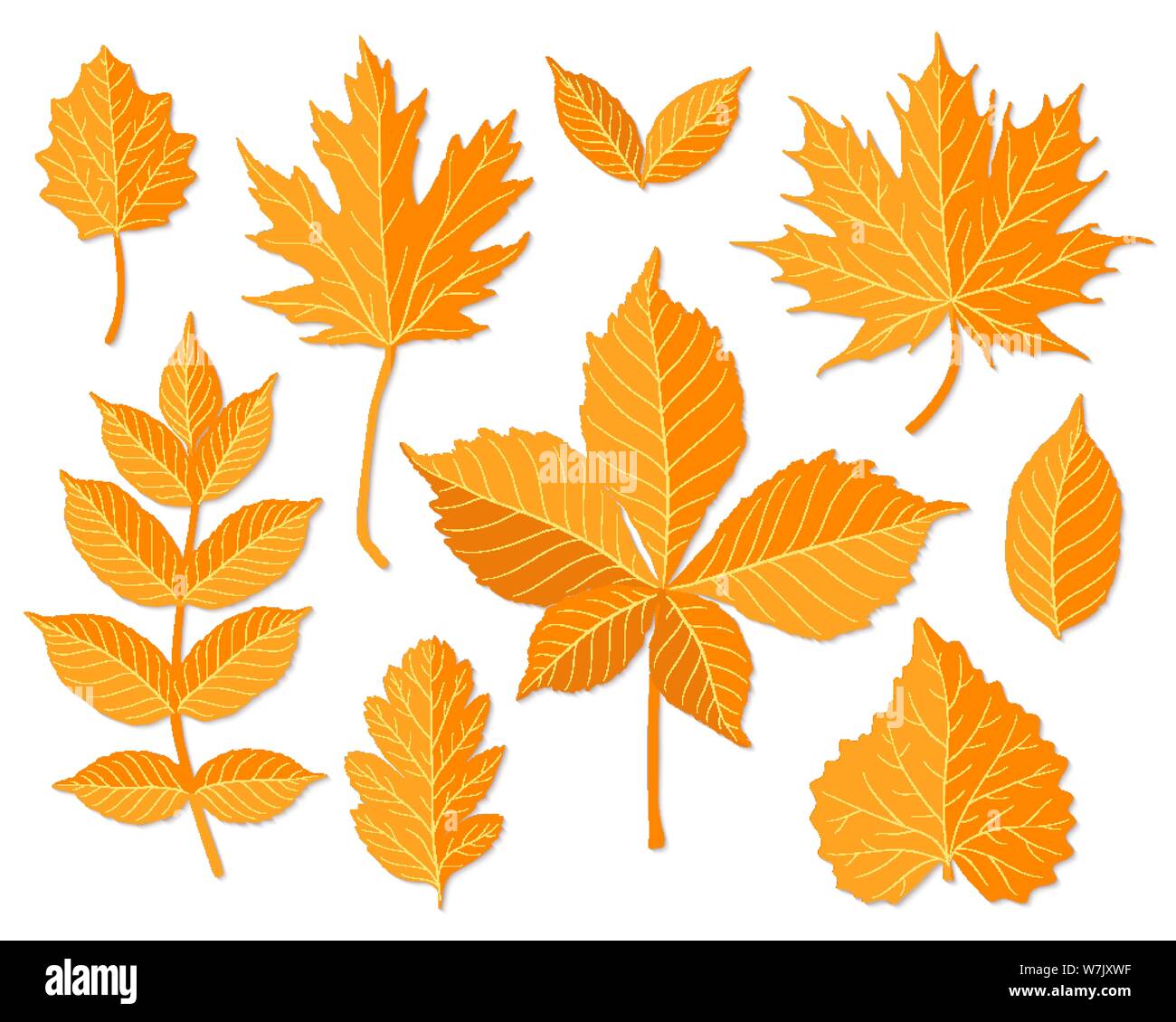 Autumn leaves set vector Stock Vector