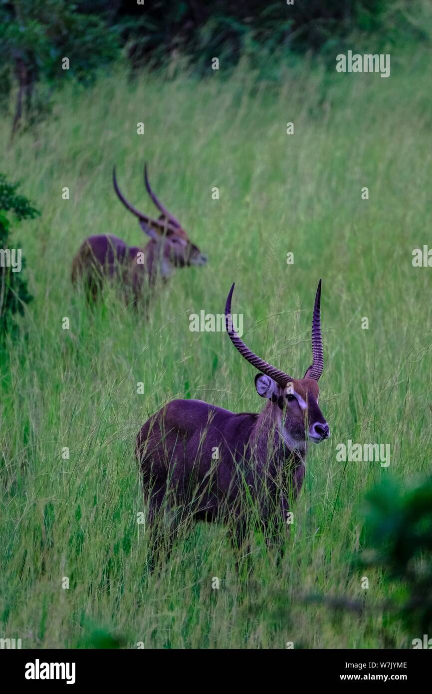 Vertical shot of two waterbuck in a grassy field with blurred natural background Stock Photo
