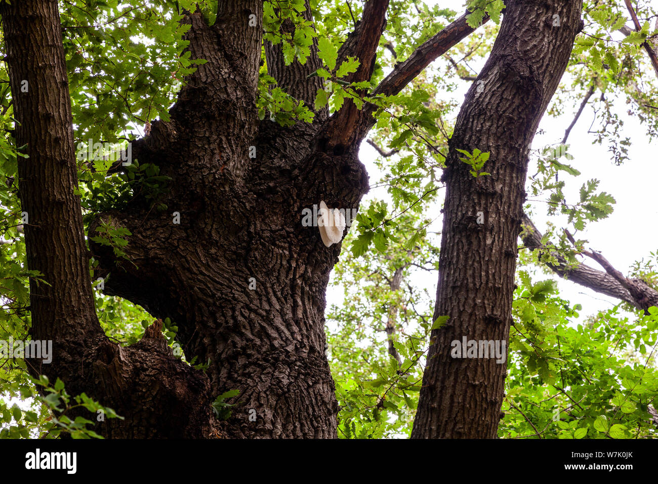 View of wild bee nest on the oak tree Stock Photo