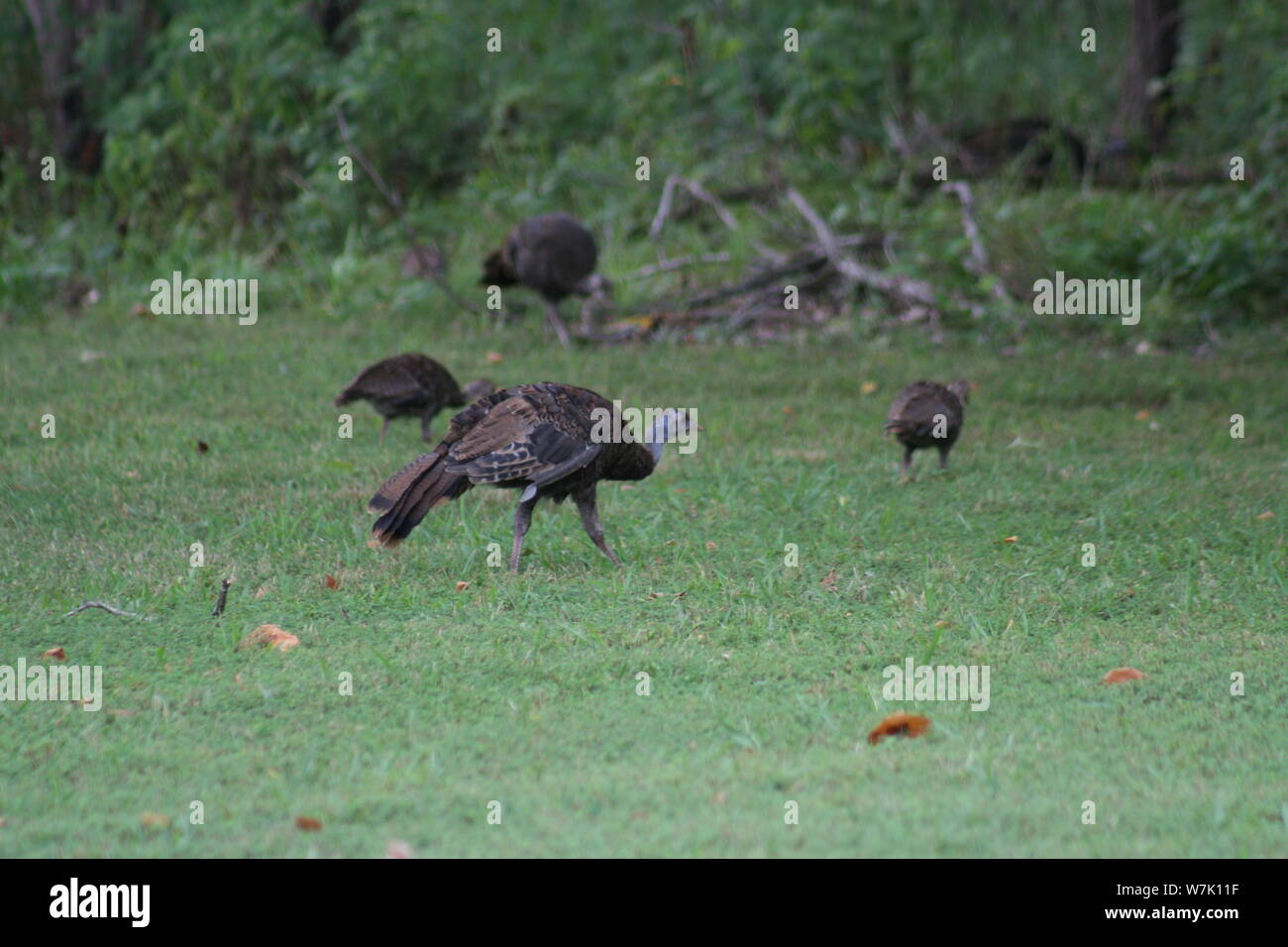 Flock of Wild Turkey Stock Photo Alamy