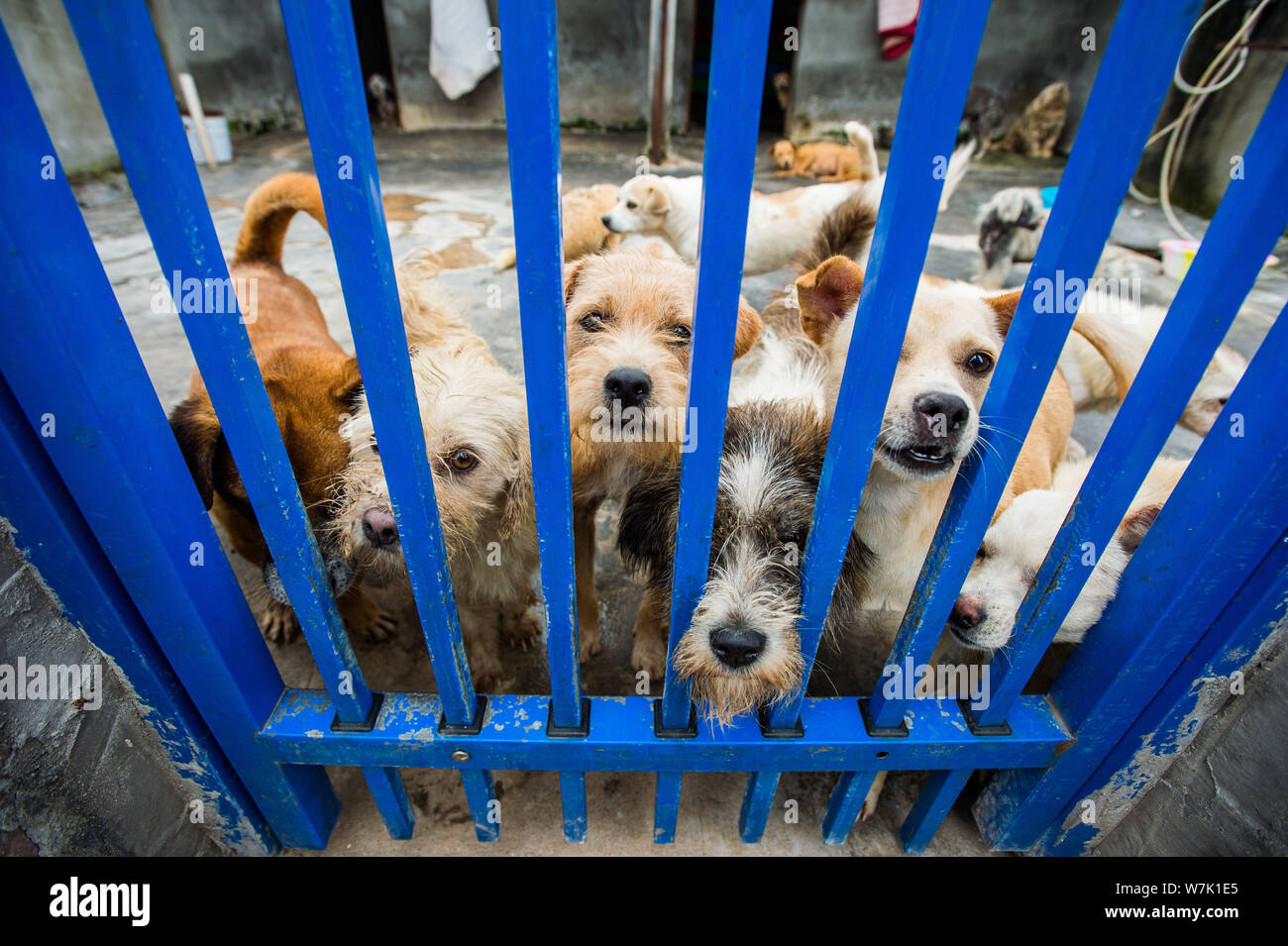 Stray Dogs Rescue Rescue stray dogs hi-res stock photography and images - Alamy