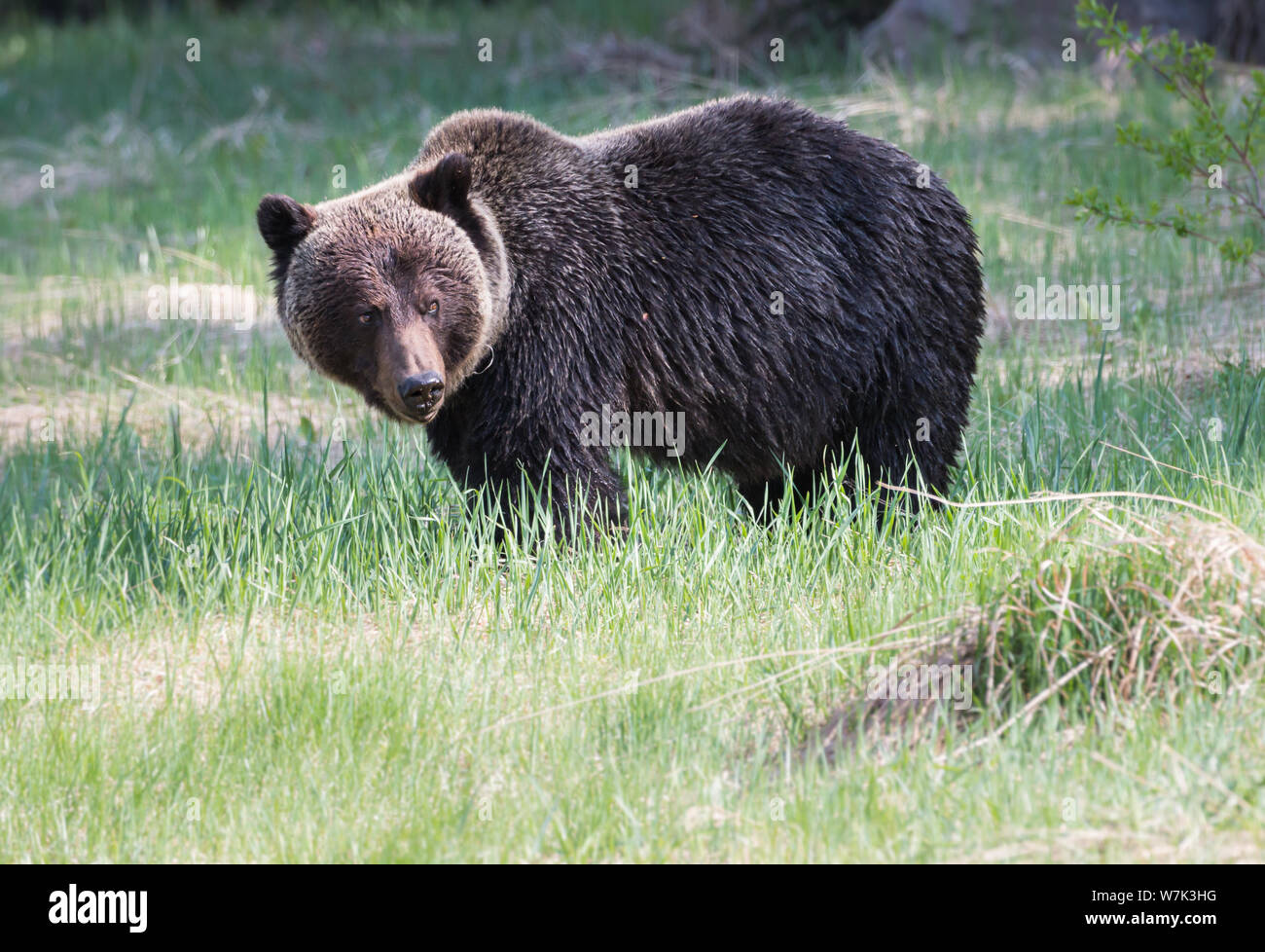 Grizzly bear in the wild Stock Photo - Alamy