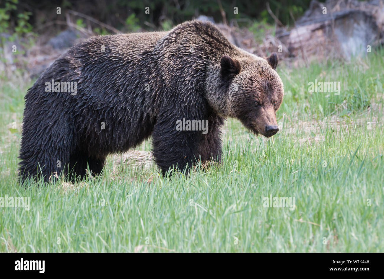 Grizzly bear in the wild Stock Photo - Alamy