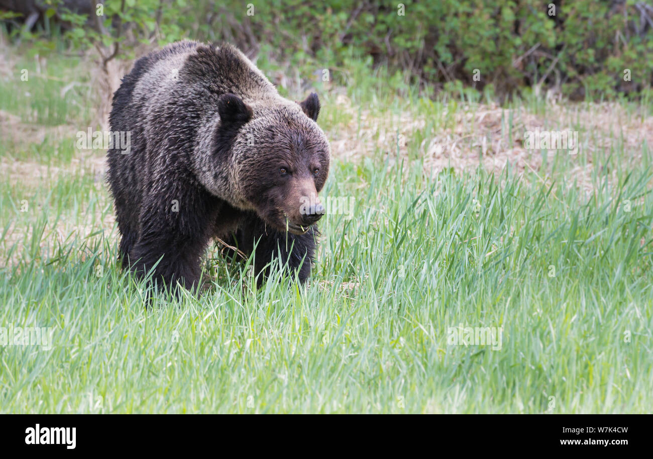 Grizzly bear in the wild Stock Photo - Alamy