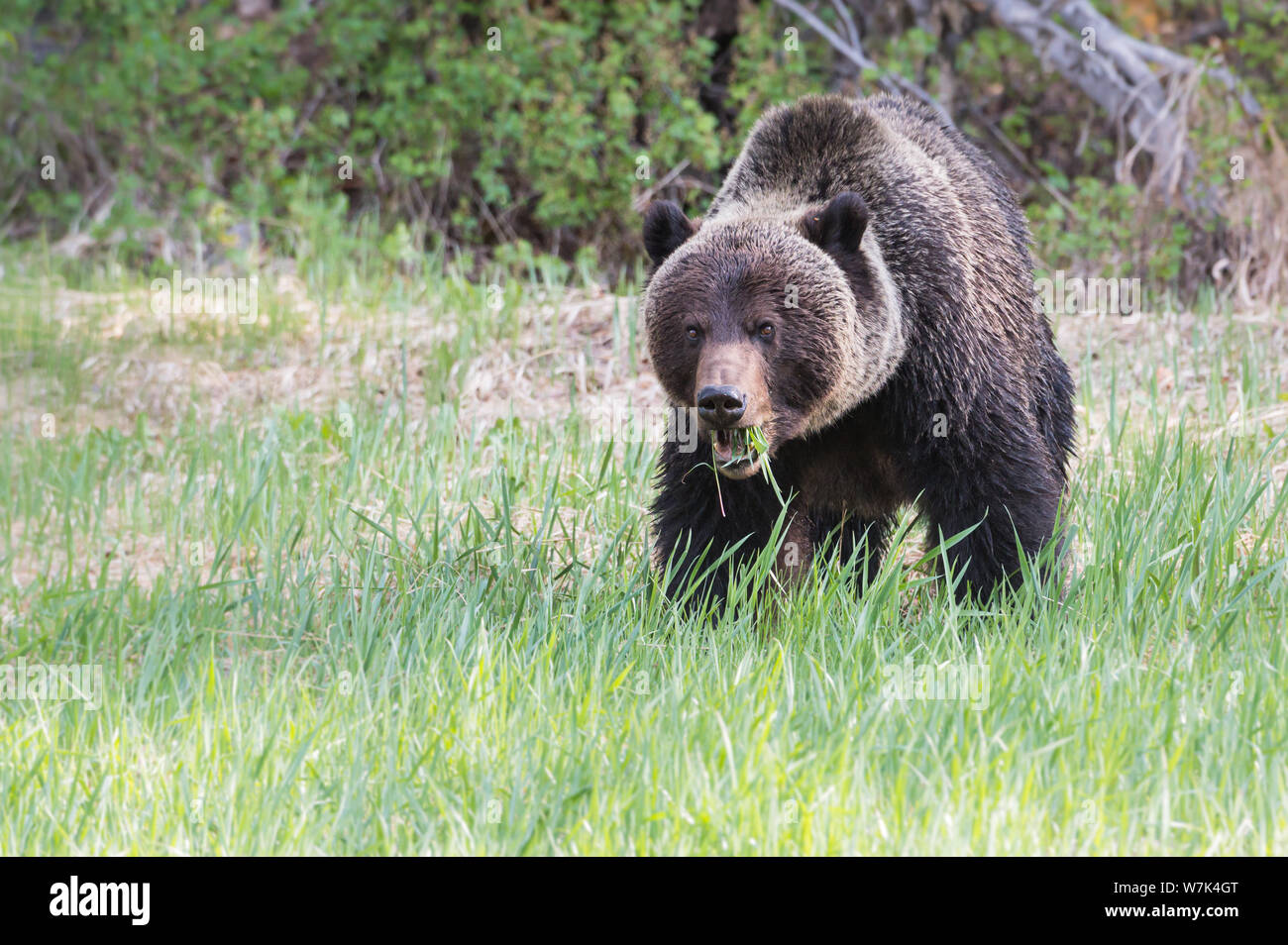 Grizzly bear in the wild Stock Photo - Alamy