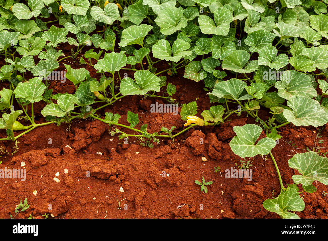 Biological Zucchini cultivation in the Istrian red soil Stock Photo Alamy