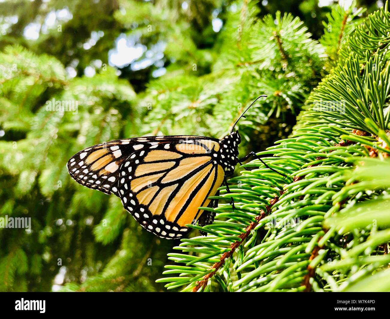 Monarch Butterfly close up orange and black flying animal Stock Photo