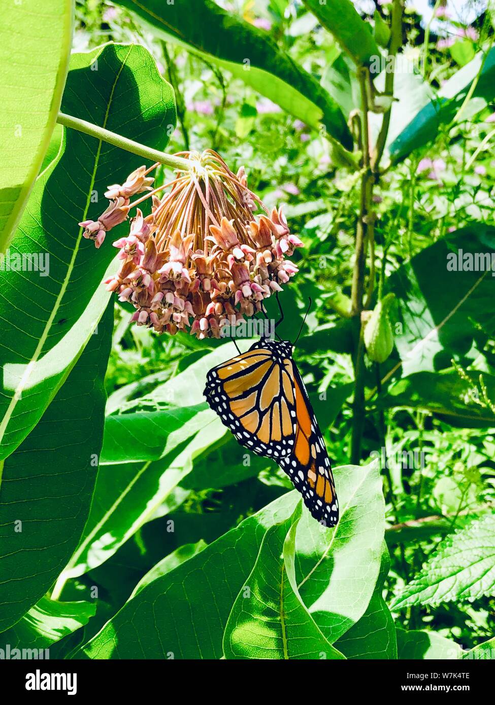 Monarch Butterfly on flower eating nectar orange fly wildlife animal
