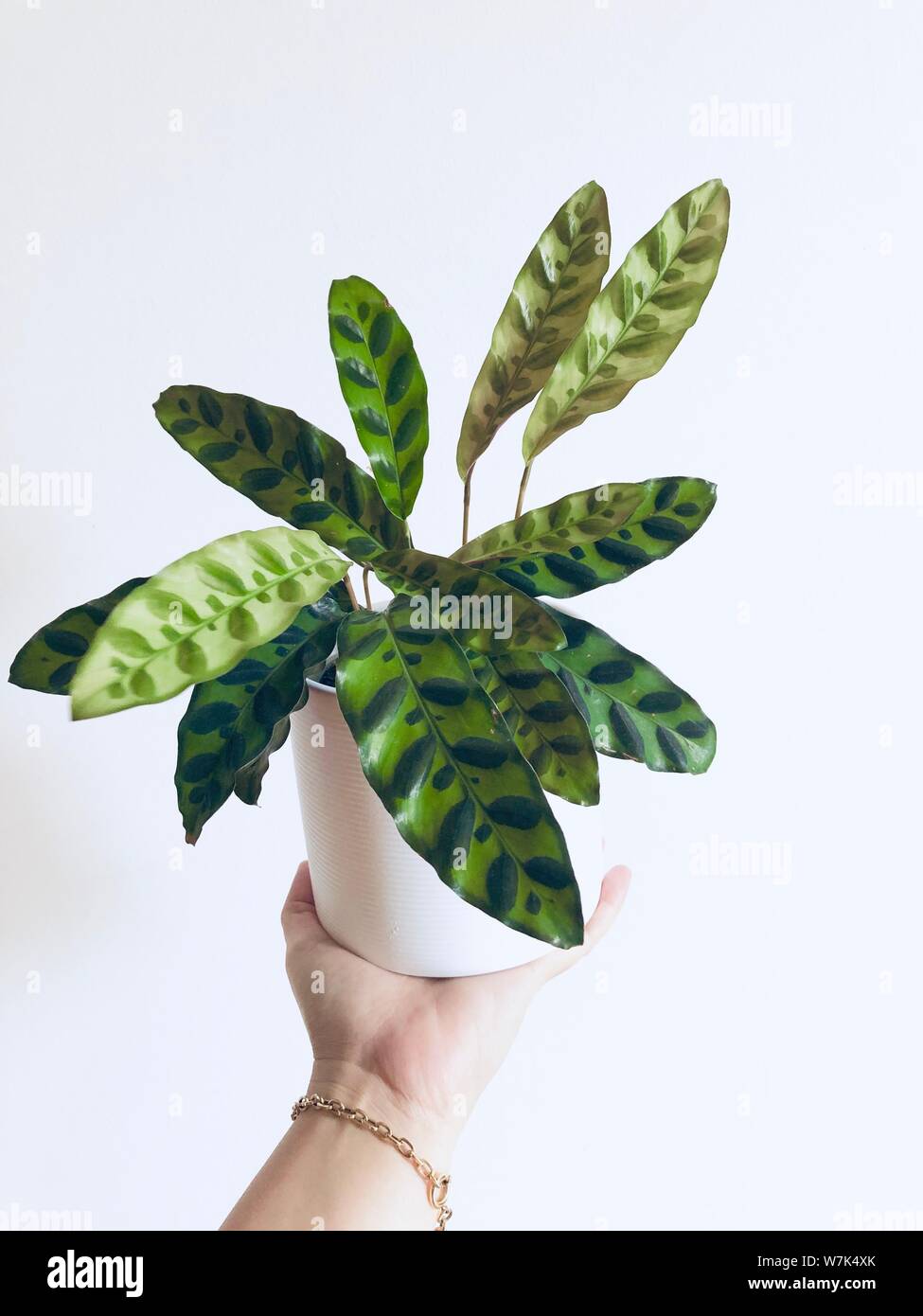 Calathea Lancifolia house plant green long leaves with strips pattern on white background holding plant Stock Photo