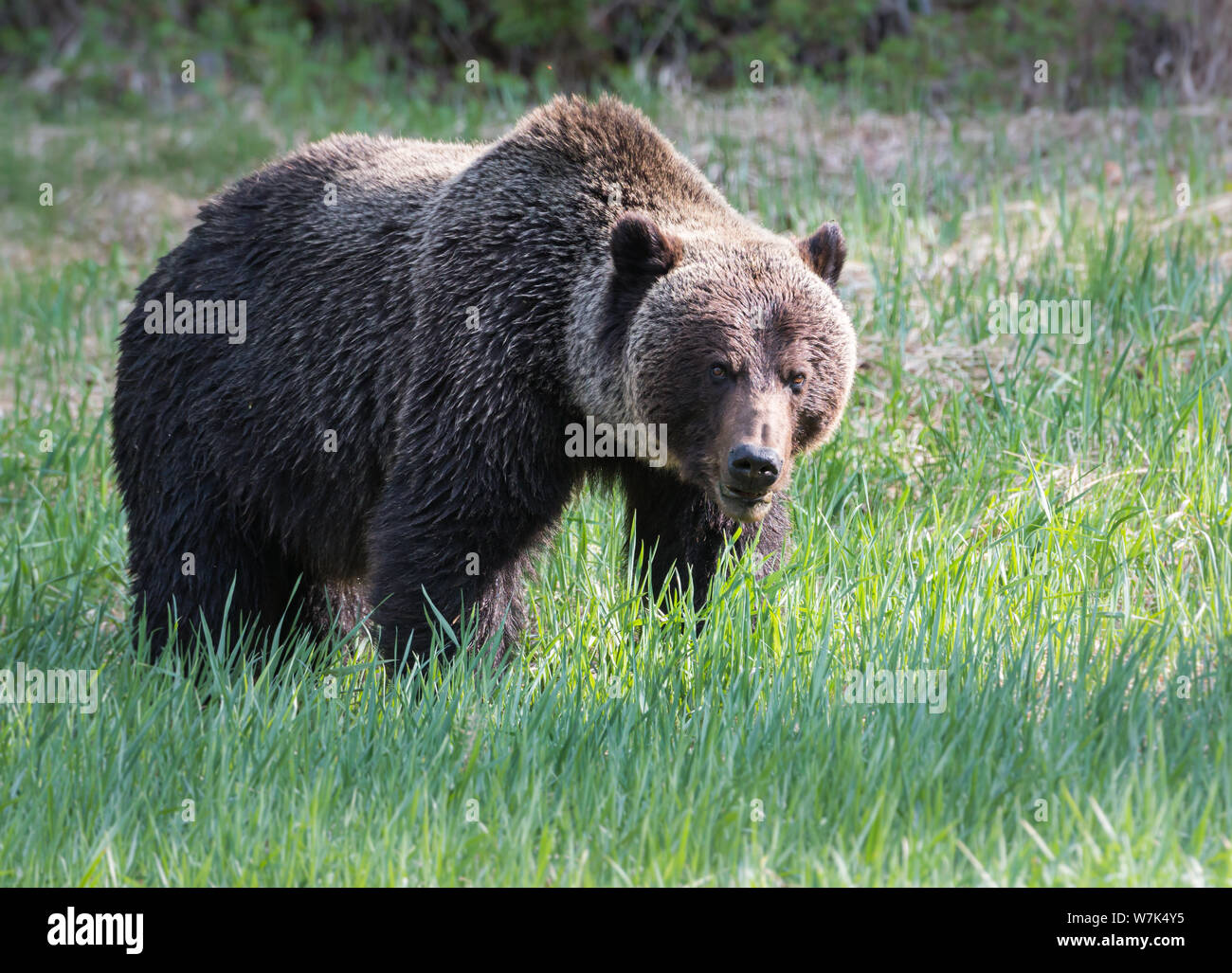 Grizzly bear in the wild Stock Photo - Alamy