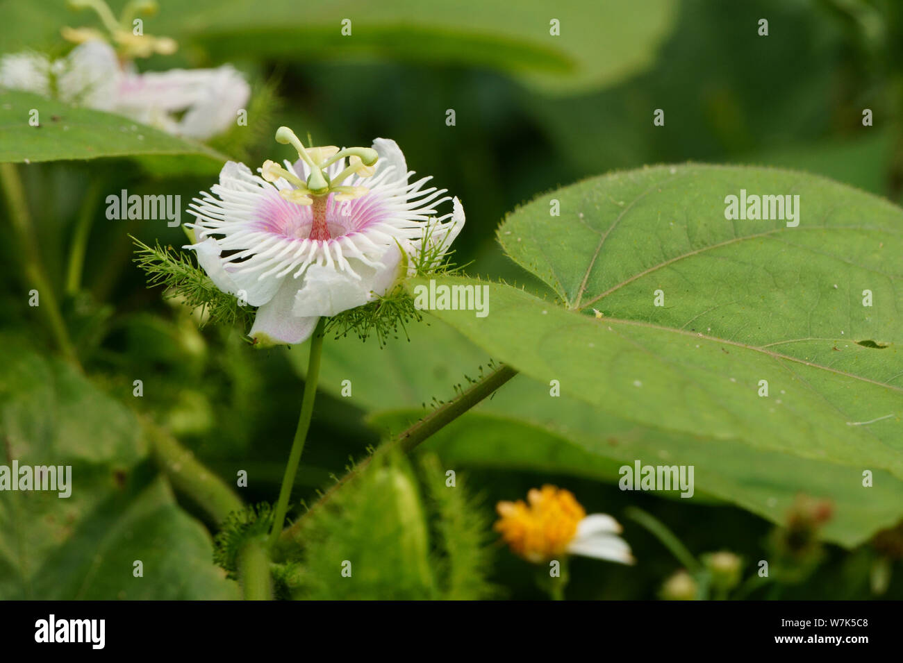Passiflora foetida flower blooming in the field Stock Photo