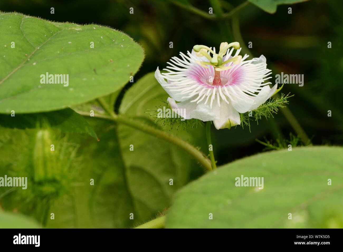 Passiflora foetida flower blooms in the morning Stock Photo