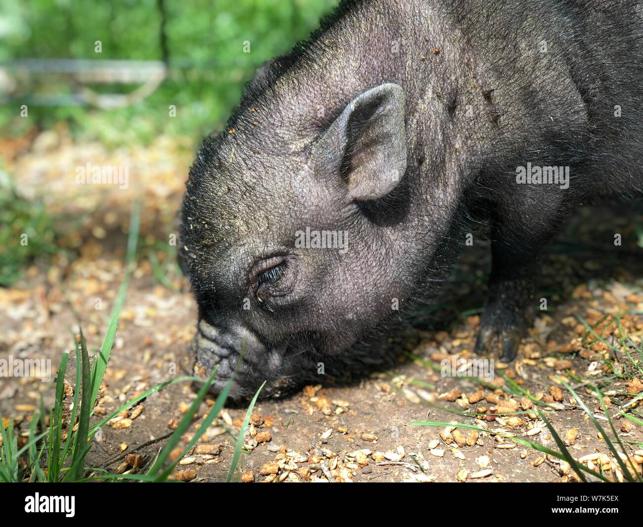 Baby pig eating outside small animal portrait Stock Photo