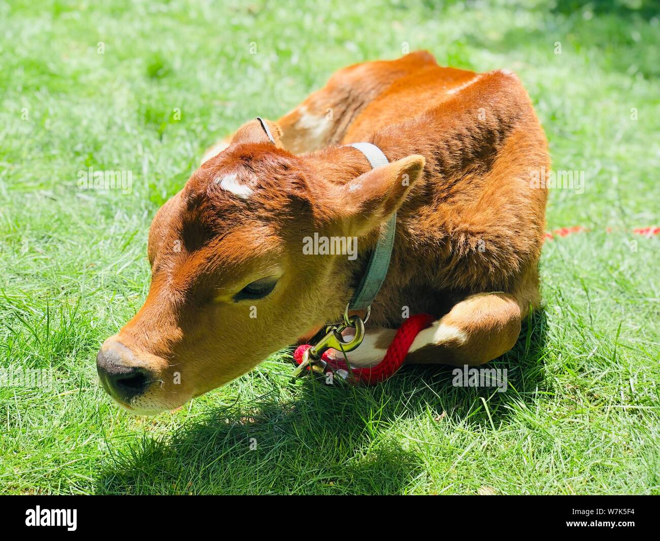 Brown calf cow on the grass baby animal farming Stock Photo Alamy