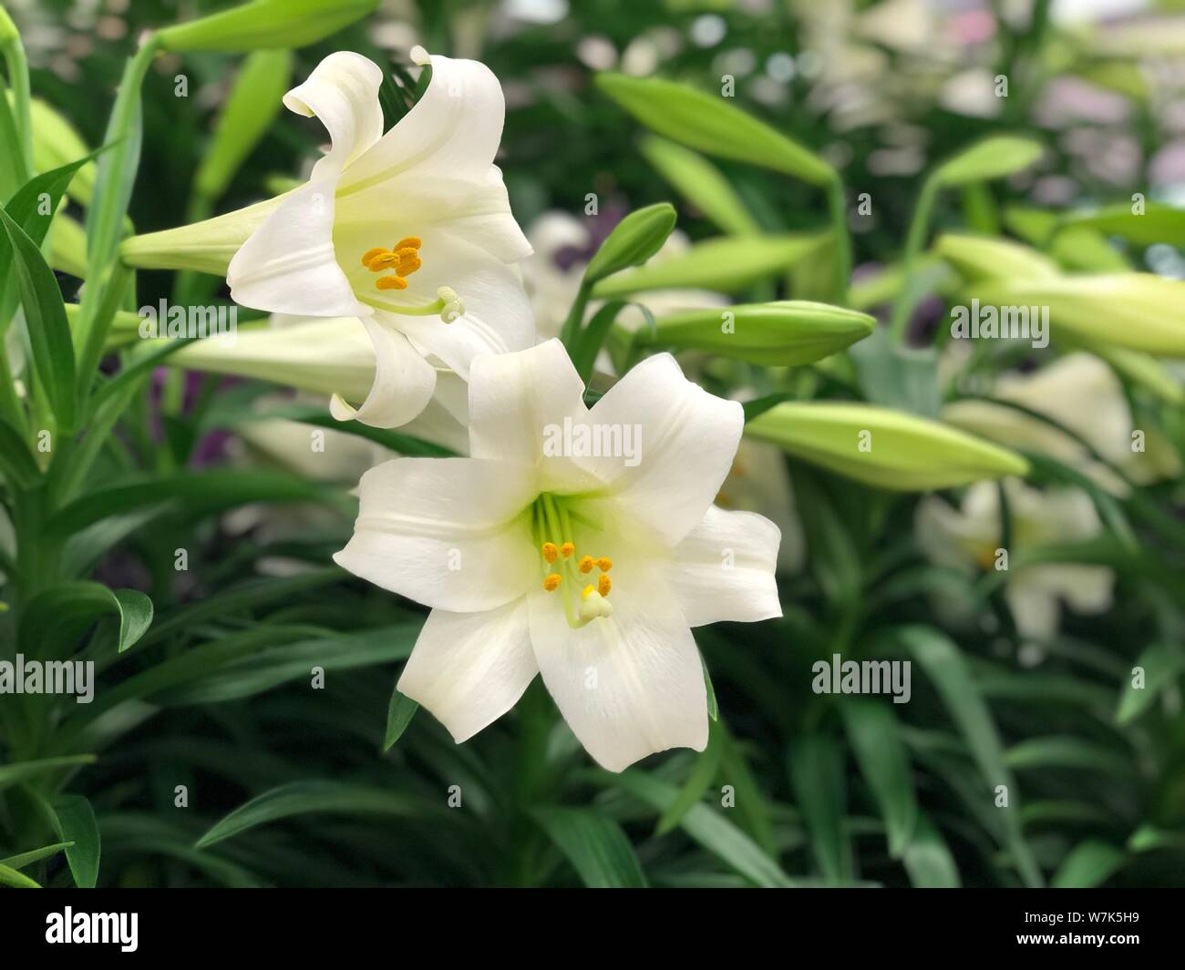 Lily flower image green and white beautiful plant Stock Photo