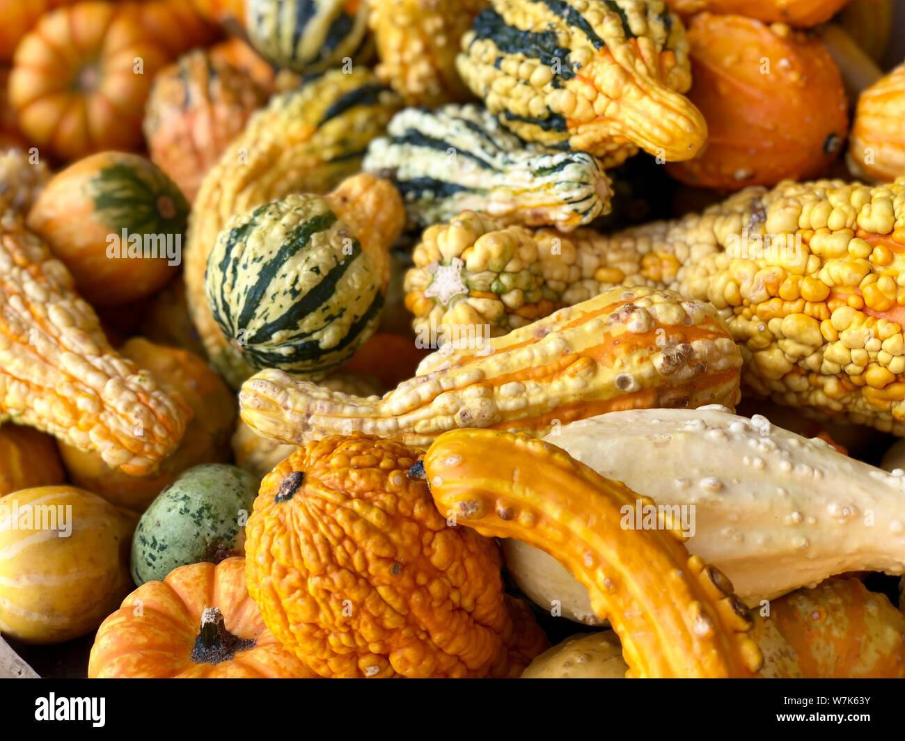 Colorful mini pumpkins and gourd changing seasons fall autumn Thanksgiving background Stock Photo