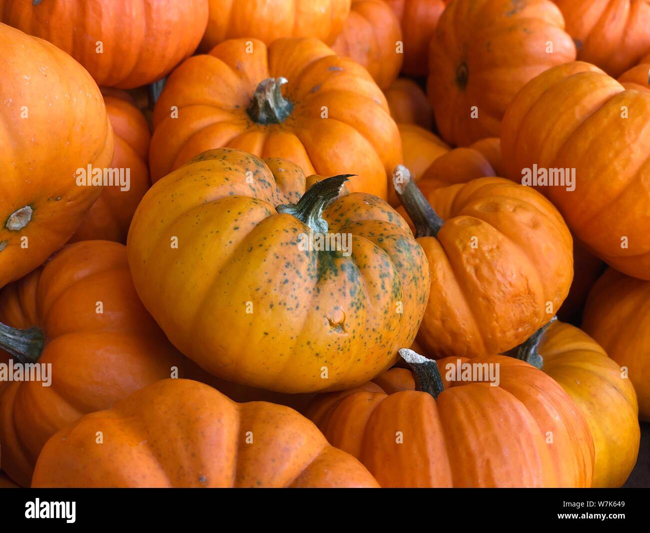 Pumpkins fall autumn Thanksgiving background Stock Photo