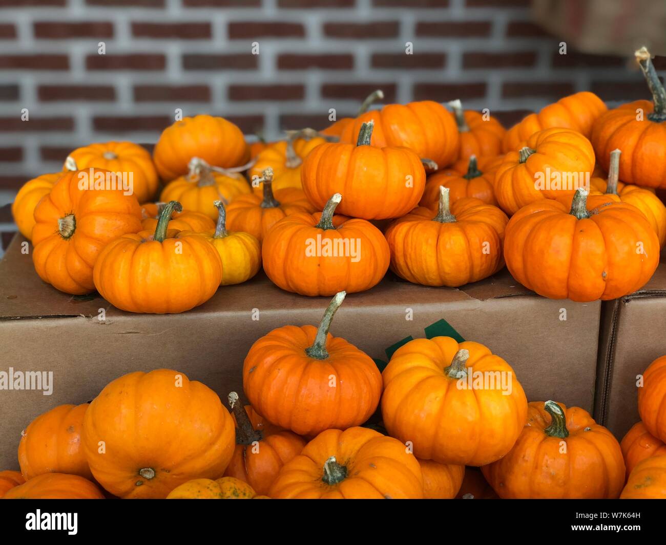 Mini Pumpkins fall autumn Thanksgiving background Stock Photo