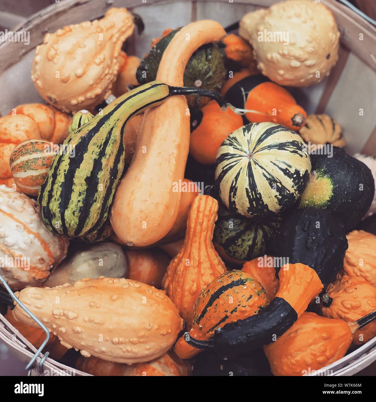 Colorful decorative mini pumpkins and gourd changing seasons fall autumn Thanksgiving background Stock Photo