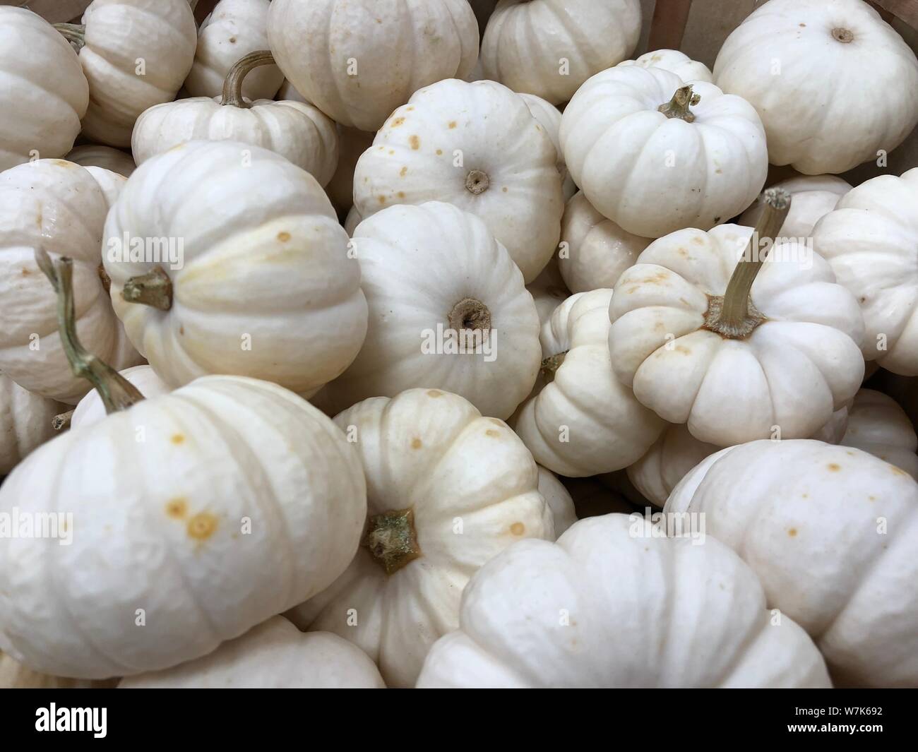 White mini pumpkins pile. Fall autumn Thanksgiving background traditional decoration and food. Stock Photo