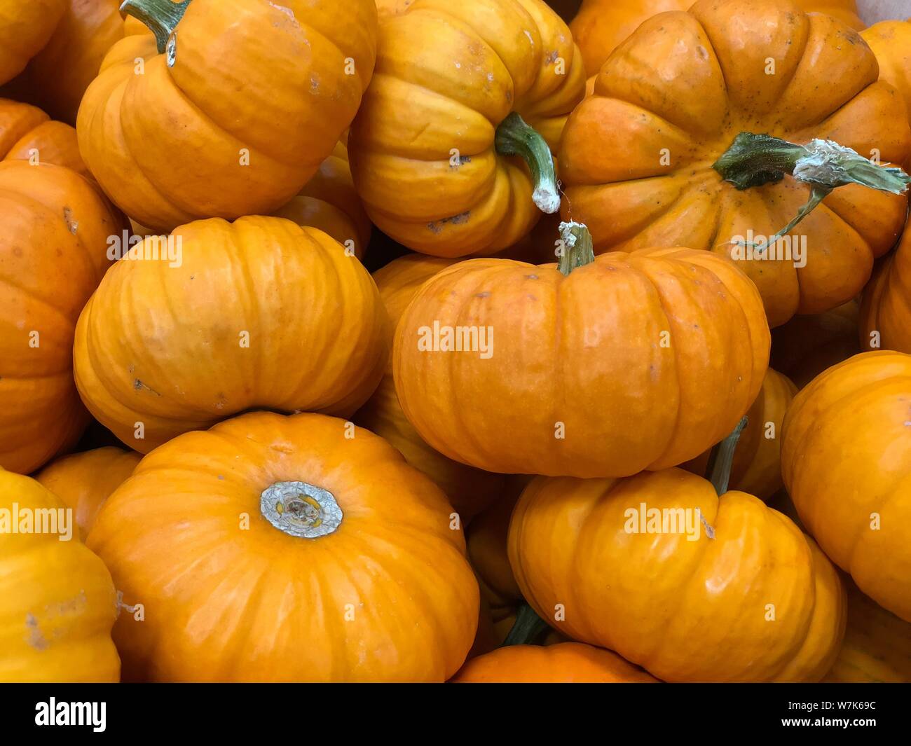 Pumpkins fall autumn Thanksgiving background Stock Photo