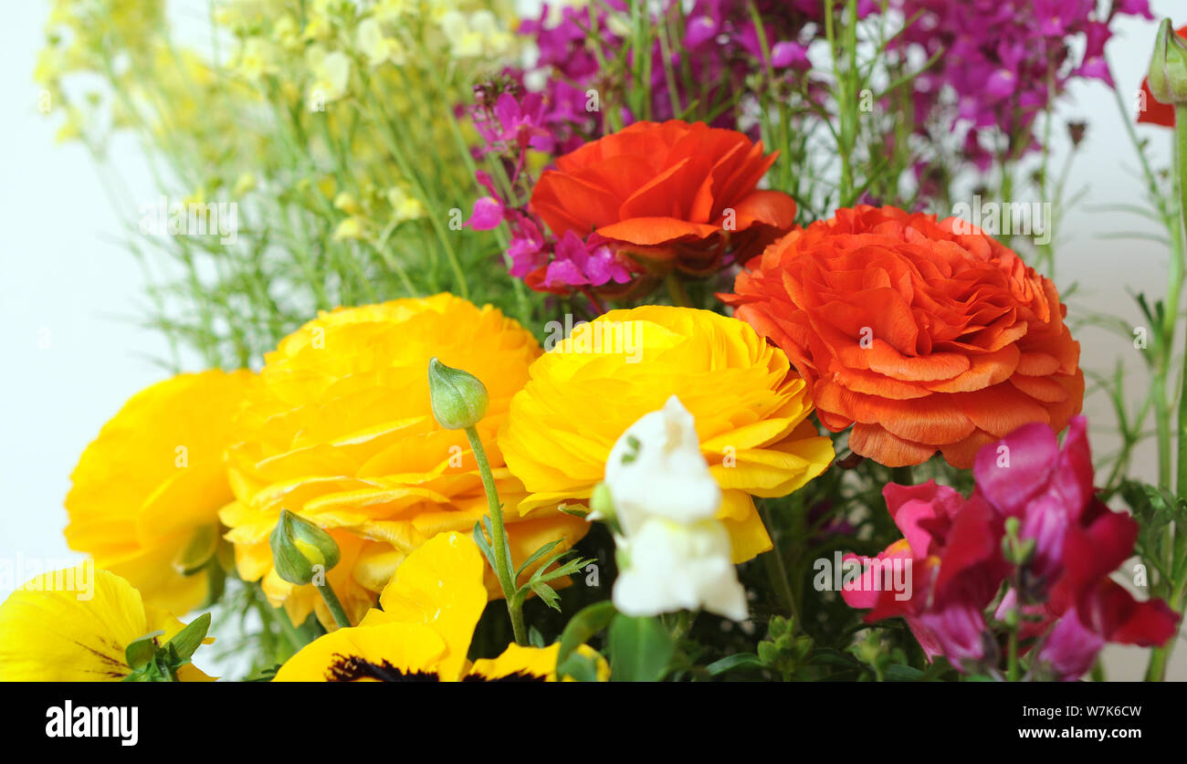 buttercup and linaria flowers for background uses Stock Photo