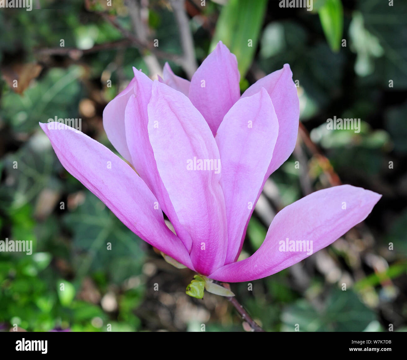 pink magnolia branch in garden Stock Photo - Alamy