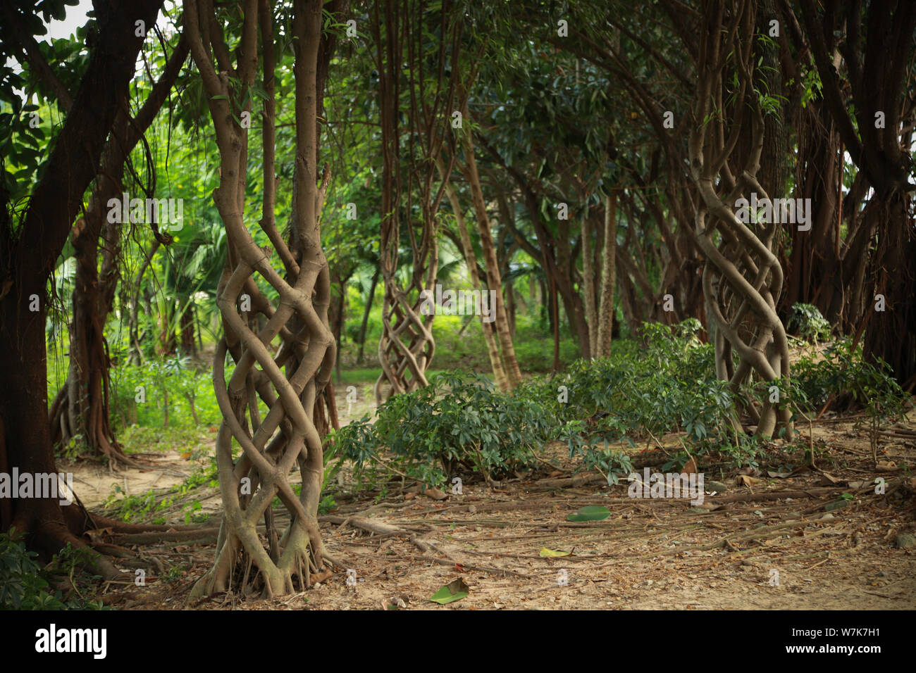 Mahua moitra hi-res stock photography and images - Alamy