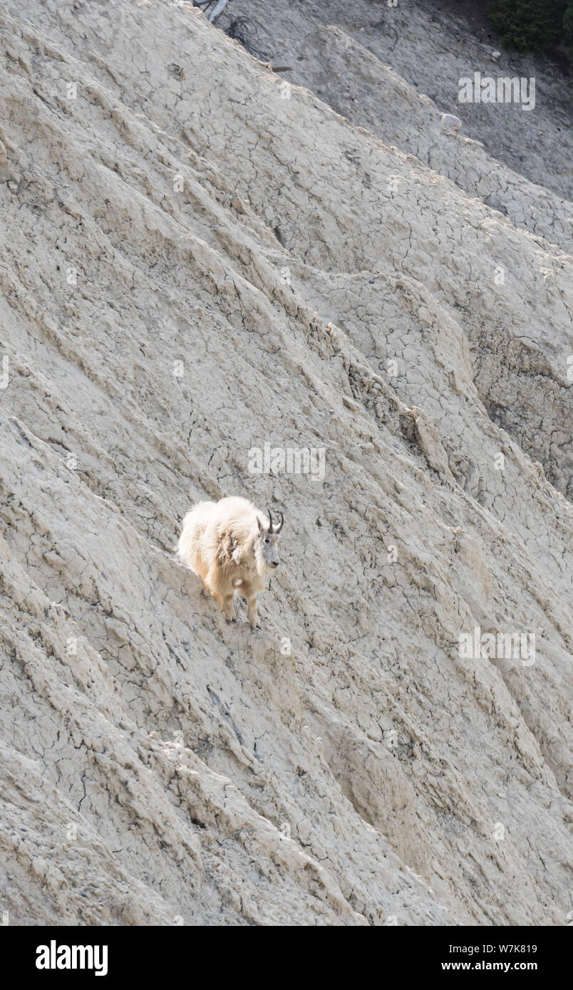 Mountain goat in the wild Stock Photo - Alamy