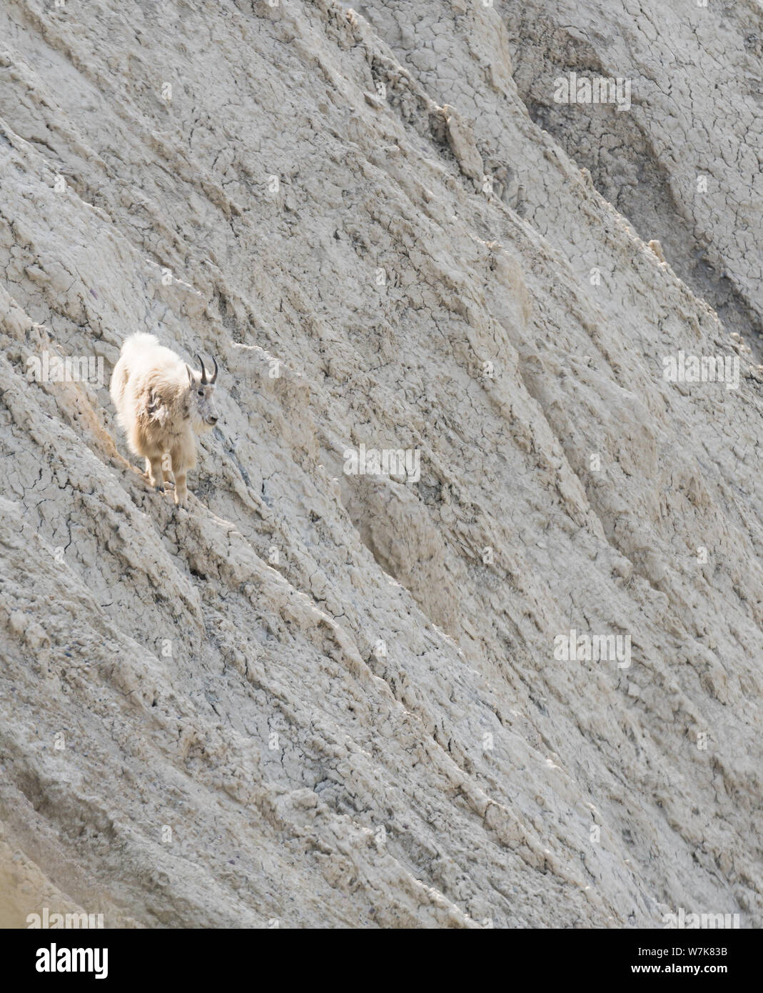 Mountain goat in the wild Stock Photo - Alamy