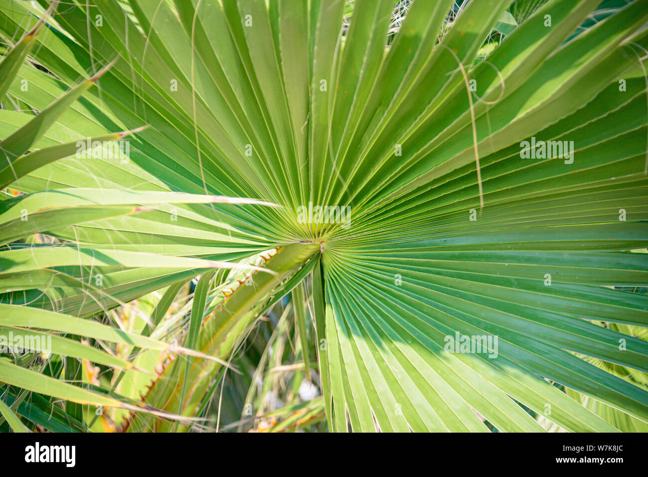 Close up of green palm leaf. Stock Photo