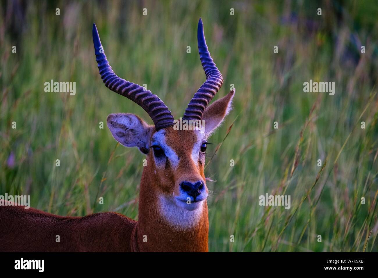 Cartoon gazelle hi-res stock photography and images - Alamy