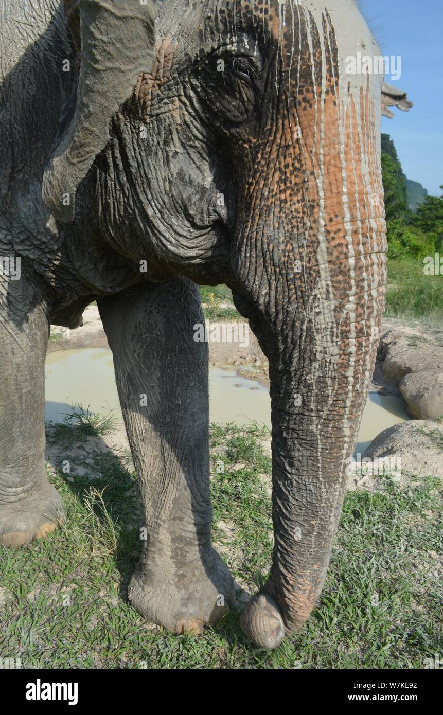Photo taken at Krabi Elephant Sanctuary in Krabi, Thailand.  Walking with elephants and watching them have a mud bath. Stock Photo