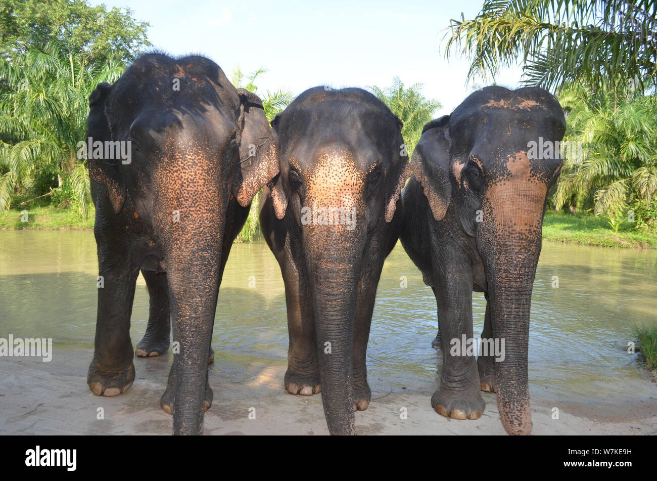 Three elephants facing head on and side by side at Krabi Elephant Sanctuary in Krabi, Thailand. Stock Photo