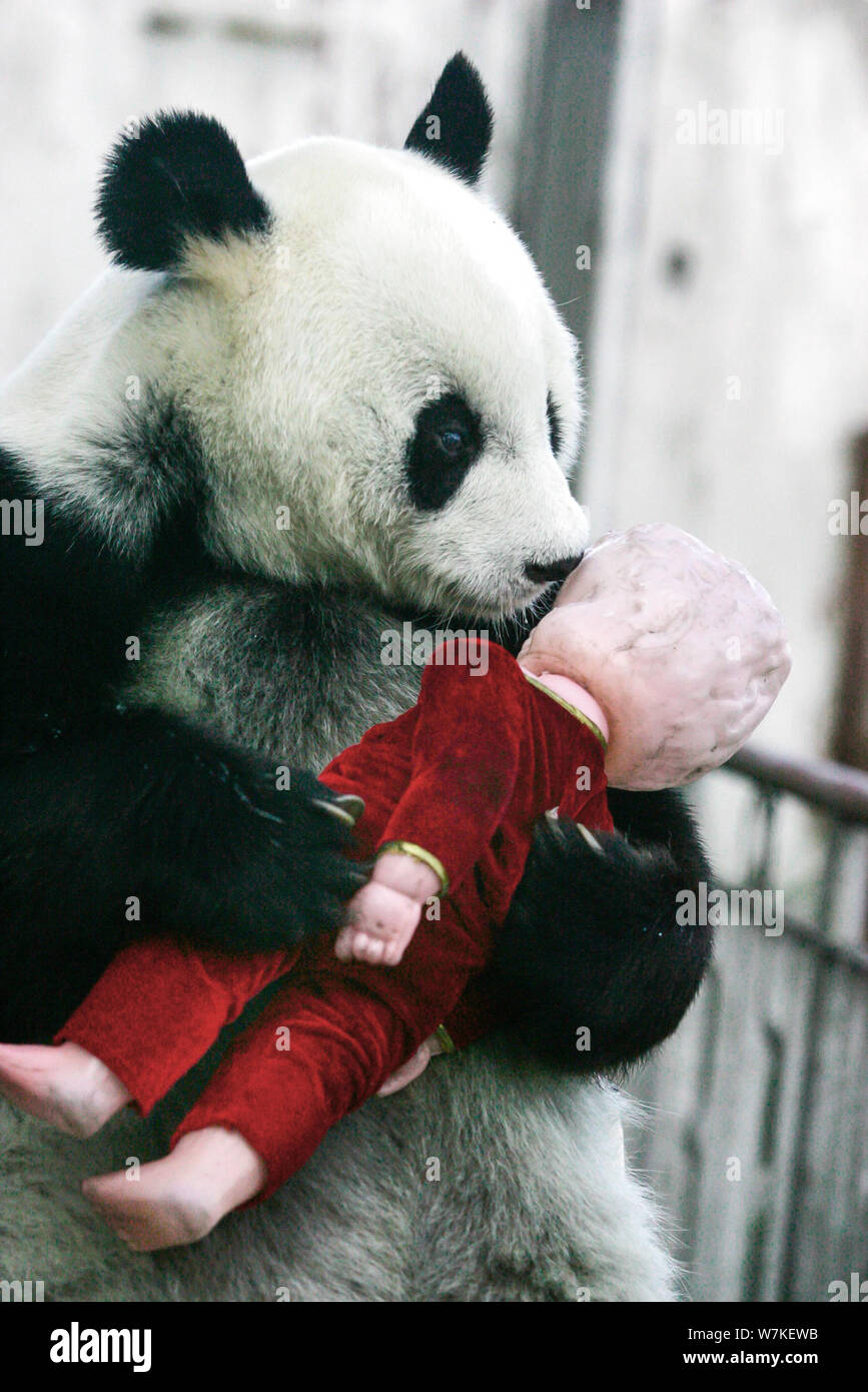 --FILE--Basi, the world's oldest giant panda, who died at the age of 37 ...