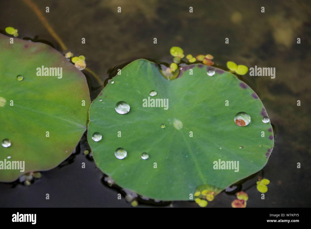 Water drops on lily pads Stock Photo - Alamy